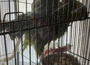 DNA Female Blue Fronted Amazon