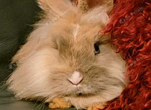 One 3  months old independent rabbit