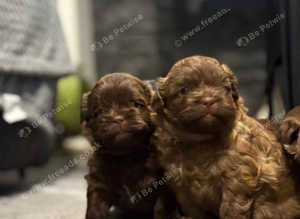 stunning shihpoo puppies