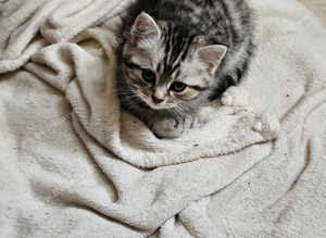 Scottish ear fold kittens
