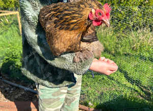 Pekin Bantams - lots of colours