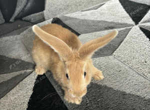 Giant Rabbits Ready Now