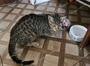 Saimees cross bengal