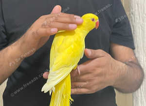 Baby ringnecks