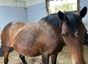 Section b mare