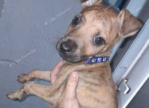 Lurcher pups