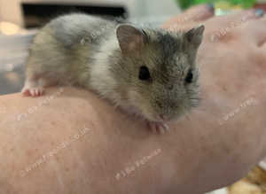 Really cute well handled  baby Russian hamsters