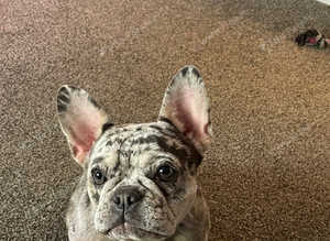 Merle girl