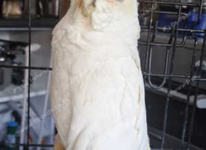 Little Corella