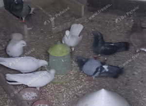 Nice pigeons for around the home.