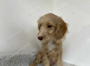 1 handsome chap looking for a home