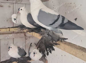 Beautiful pigeons for sale