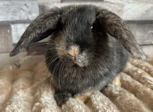 Pure Breed Mini lop