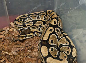 REDUCED!!!! Normal Het Clown Female