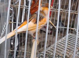RED FACTOR HERLIQUEEN PORTUGUESE CANARIES