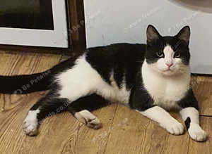 Cat for sale - urgent!!!