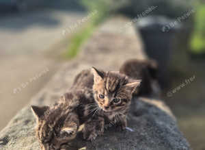 Beautiful Bengal x kittens