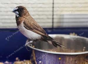 Bengalis finch