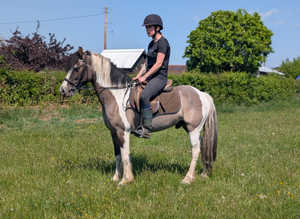 Highland cross cob gelding