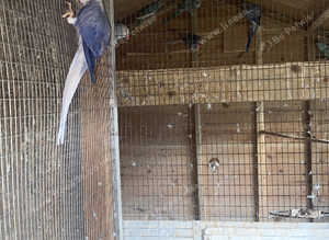 Parakeets