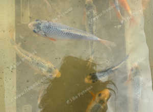 KOI