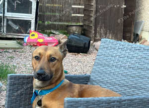 looking to rehome