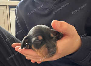 KC REG MINIATURE DACHSHUND LITTER