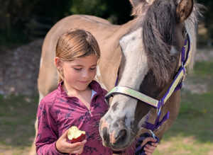 Highland cross cob gelding