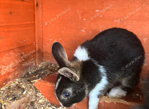 Rabbits for sale