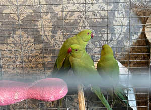 Green ringnecks