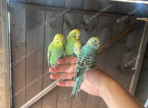 Budgies for sale some tame and untame 4 left