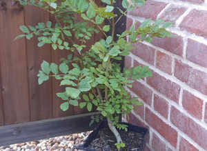 Potted Walnut Tree