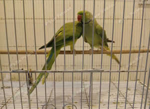 Pair of Split Blues adult Indian Ringnecks £300 ono
