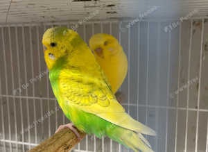 Baby budgies