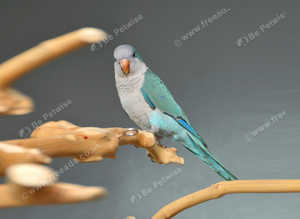 Baby Blue Quaker parrots,18