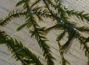 Willow moss aquatic plant