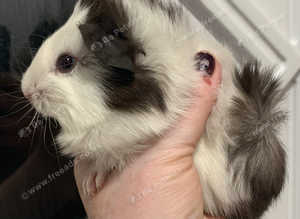 Three beautiful baby boy Guinea pigs