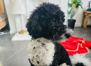 Miniature Poodle