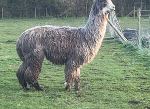 Stud Male