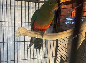 King parrot