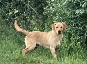 Lab x cocker