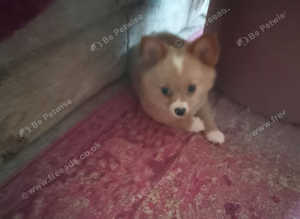 Adorable Freddy such a cutie