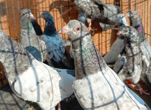 Pakistani High flying Pigeons