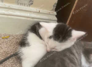 10 week kittens ready to go