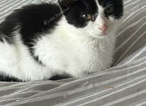 Beautiful kitten for sale