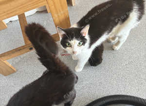 7 month old cat for sale