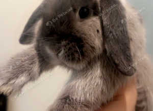 Male fox fur grey new Zealand dwarf lop male baby