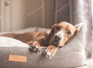 Luxury Dog Beds