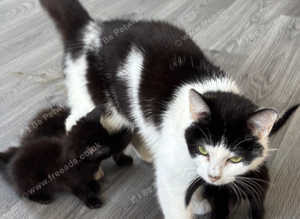 Kittens