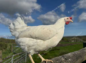 White leghorn point of lay pullets
